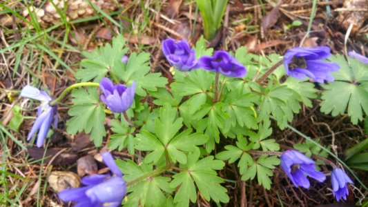Anemone blanda Blue Shades closes up on cloudy days. Has spread fast
