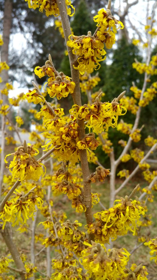 Witch hazel hybrid 'Arnold' Promise'. Smells nice. Found lots of flies visiting the flowers.