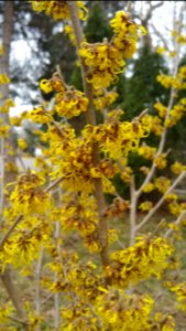 Witch hazel hybrid 'Arnold' Promise'. Smells nice. Found lots of flies visiting the flowers.