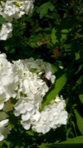 Bee in Phlox paniculata