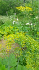 Bee on dill