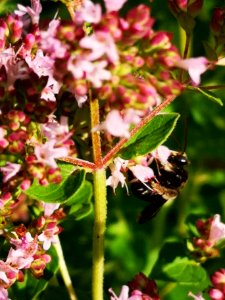 Two-spotted Longhorn bee (Melissodes bimaculatus) visiting oregano flowers (Origanum vulgare)