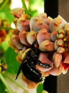 Carpenter bee Xylocopa virginica visiting hopniss Apios americana flowers