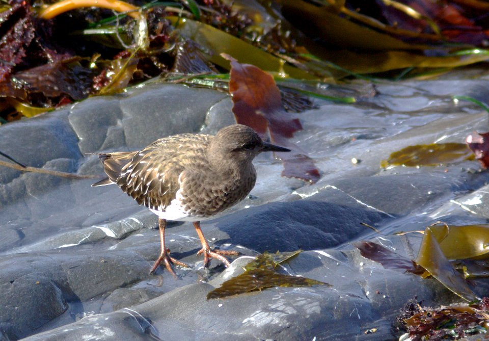 TURNSTONE, BLACK (11-4-08) morro bay, slo co, ca-04
