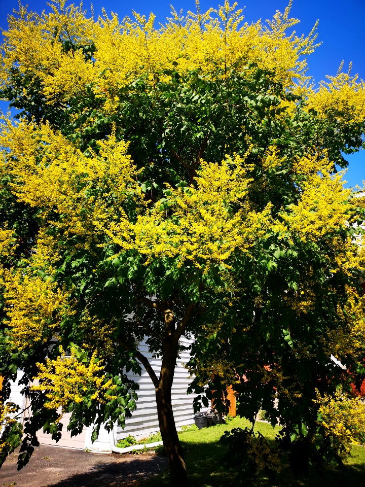 Goldenrain tree (Koelreuteria paniculata)