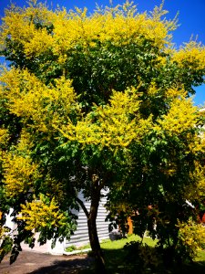 Goldenrain tree (Koelreuteria paniculata)