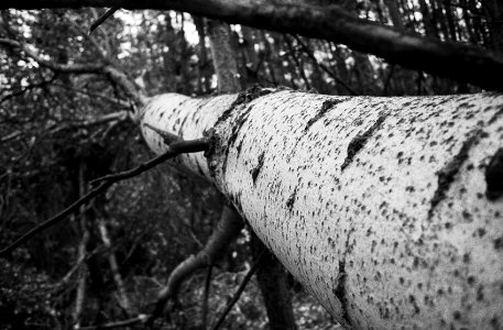 If a tree falls in a forest...