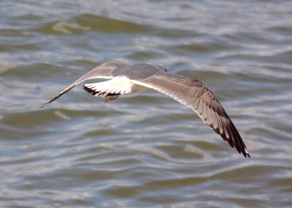 GULL, MEW (2-9-09) 2nd winter, n of pedras blancas -07