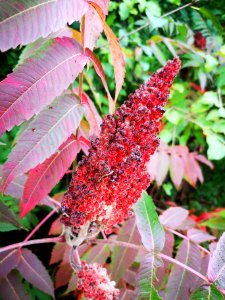 Staghorn sumac. Rhus typhina