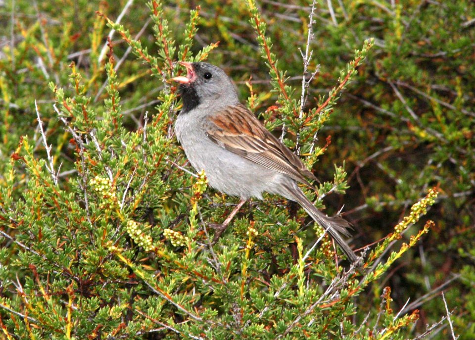 SPARROW, BLACK-CHINNED (6-10-09) tv tower rd -03