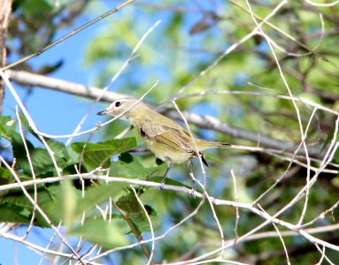 VIREO, WARBLING (9-11-10) paton's yard, patagonia, scc, az -01