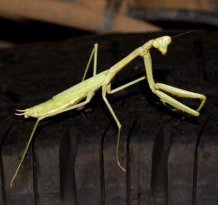 MANTID, sp (8-5-10) yard, west of patagonia, scc, az -1