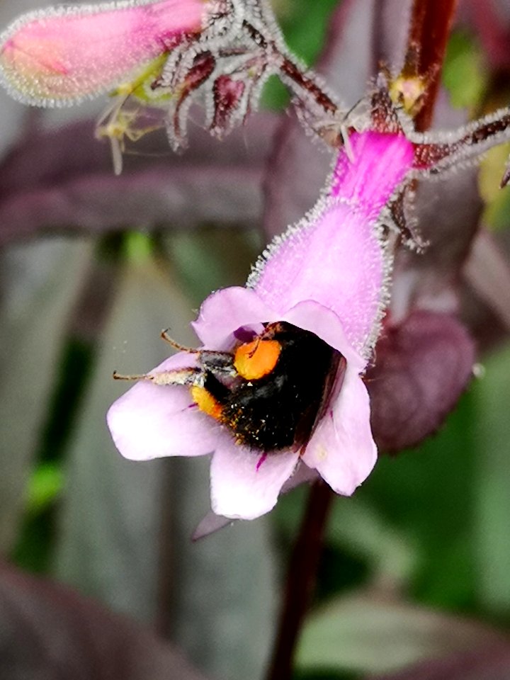 Bee visiting beardtongue (Penstemon x Dark Towers)