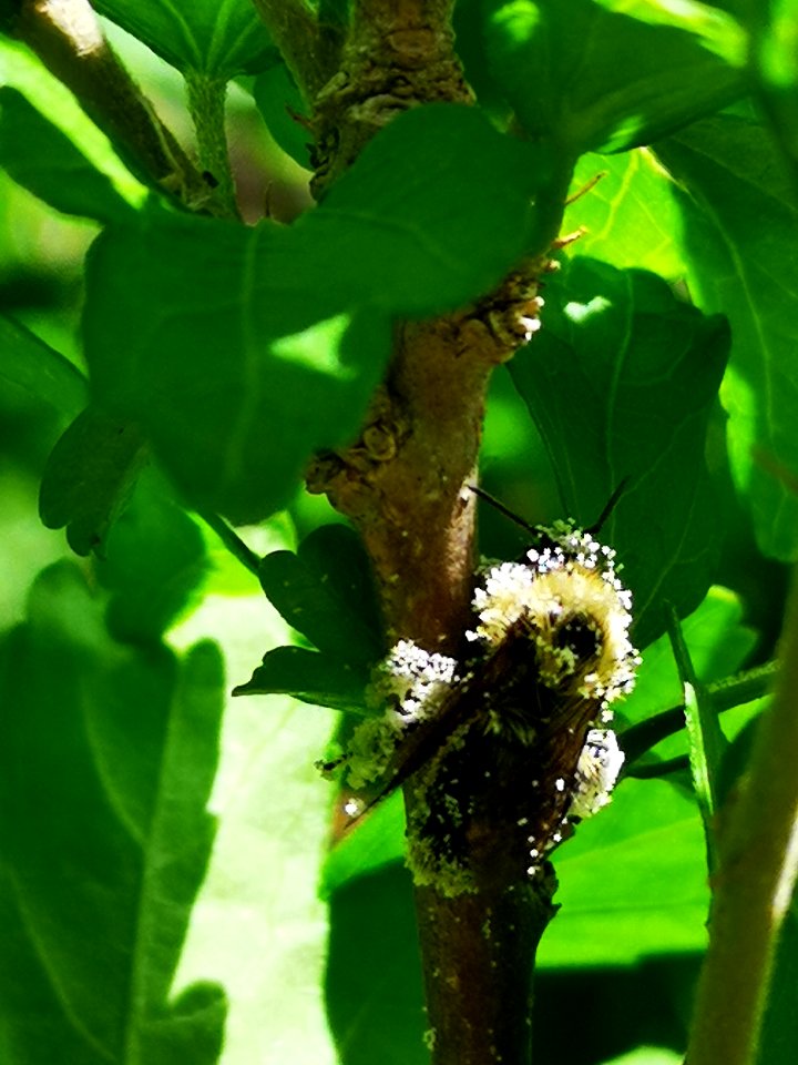 Bumblebee covered in pollen from rose of Sharon Hibiscus syriacus