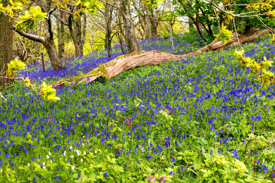 Bluebell Woods photo