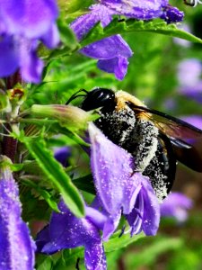 Carpenter bee (Xylocopa virginica) nectar robbing dragonhead (Dracocephalum moldavica)