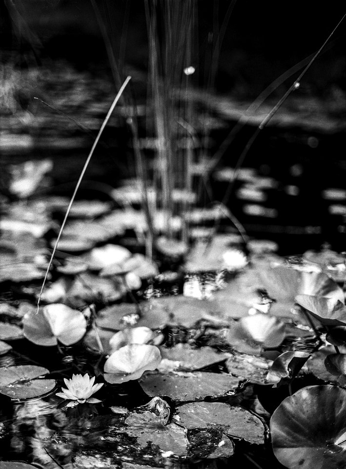 lily pads