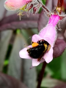 Bee visiting beardtongue (Penstemon x Dark Towers)