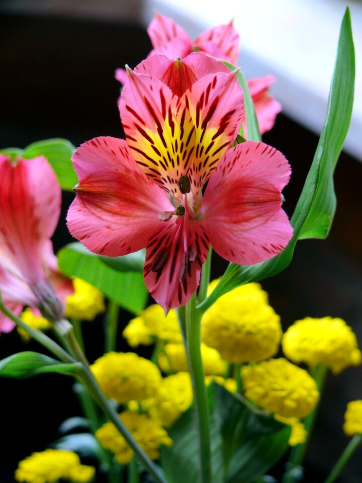 Tiger lily rose nature
