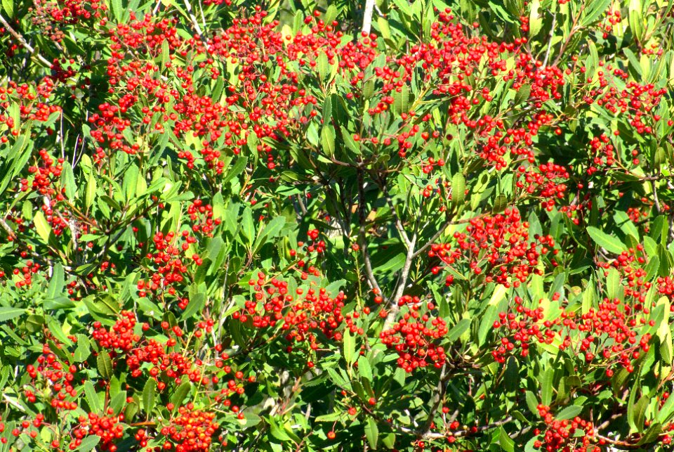 TOYON (heteromeles arbutifolia) (2-25-09) canet -1