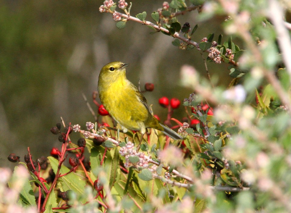 WARBLER, ORANGE-CROWNED (2-19-09) cerro alto -1