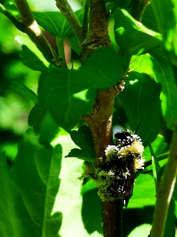 Bumblebee covered in pollen from rose of Sharon Hibiscus syriacus