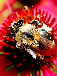 Bumblebee covered with pollen visiting coneflower Echinacea 'Cheyenne Spirit'