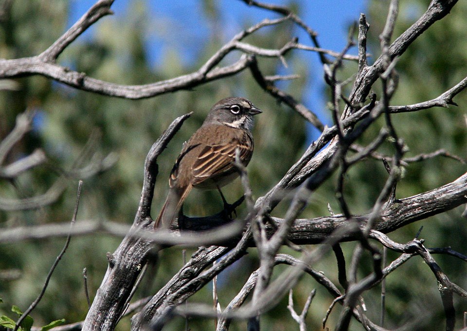 BELL'S SPARROW (belli) (2-19-09) cerro alto ridge, SLO Co, CA -1