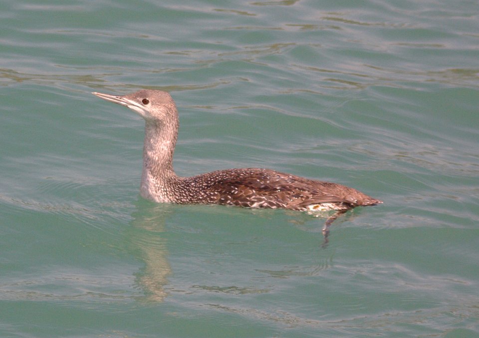LOON, RED-THROATED juv (3-11-09) san simeon -3
