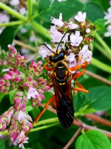 Great golden sand digger wasp (Sphex ichneumoneus) visiting oregano (Origanum vulgare)