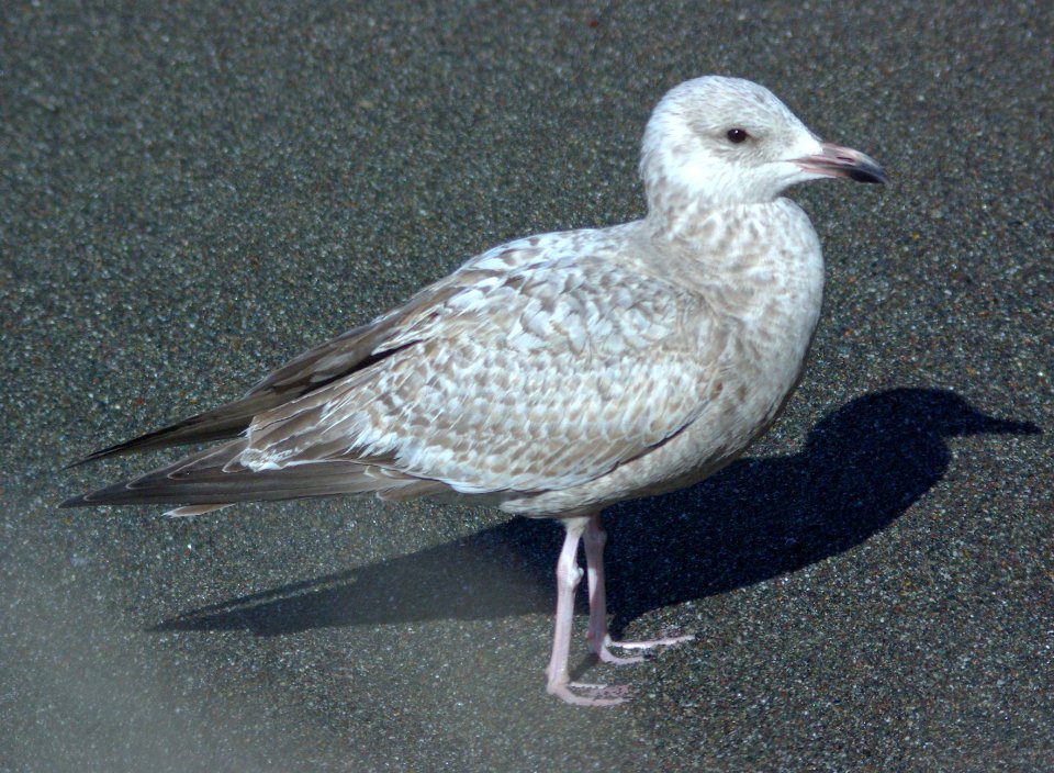 GULL, THAYER'S (2-9-09) hatch year, el seal overlook -02