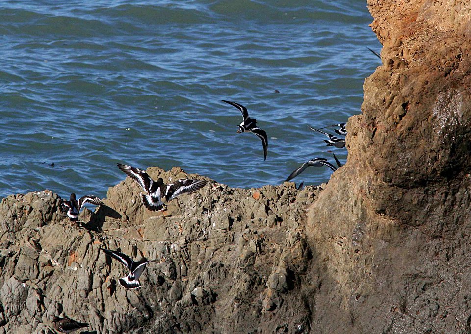 TURNSTONE, BLACK (2-24-09) north coast -03