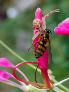 Flower spider eating fly or wasp on spiderflower