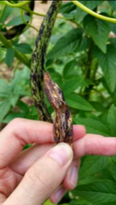 Landfrauen beans