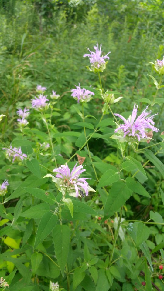 Wild Monarda.  Leaves smell like thyme (not lemony like mine)