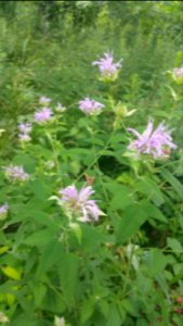 Wild Monarda.  Leaves smell like thyme (not lemony like mine)
