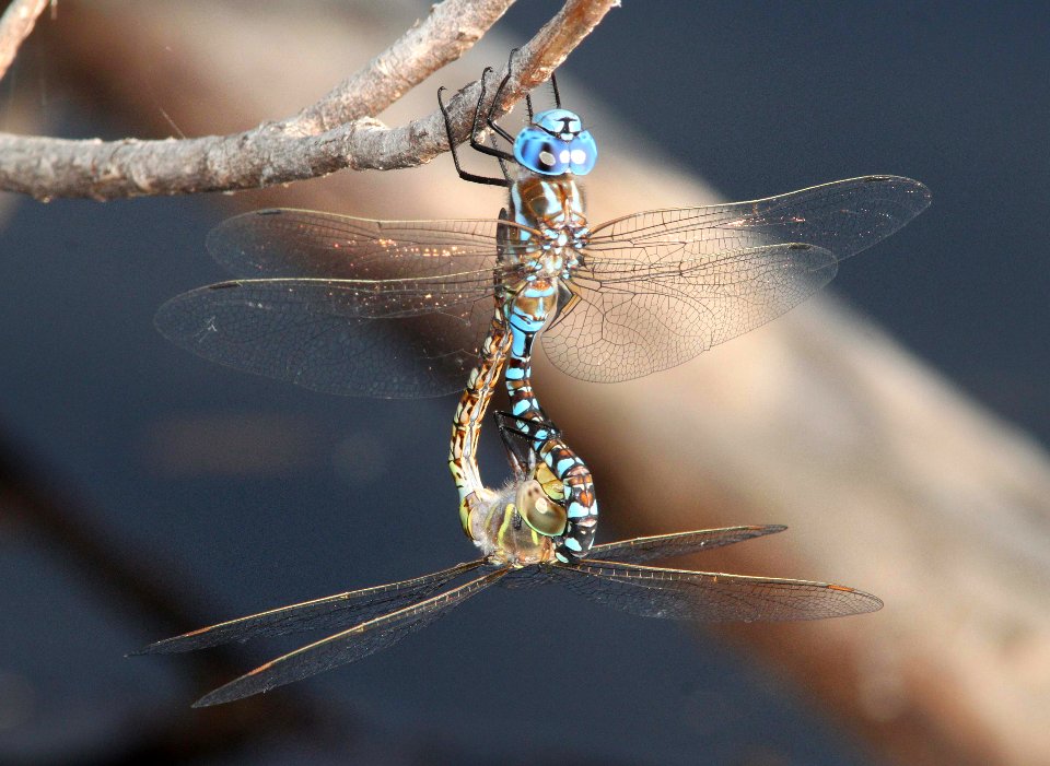 DARNER, BLUE-EYED (Rhionaeschna multicolor) (8-24-10) female, pena blanca lake, scc, az -02
