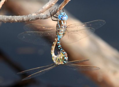 DARNER, BLUE-EYED (Rhionaeschna multicolor) (8-24-10) female, pena blanca lake, scc, az -02