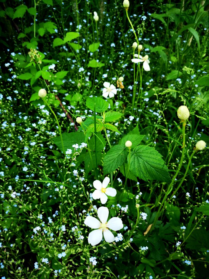 Windflower (Anemone nemorosa) and forget-me-not (Myosotis sylvatica) finishing