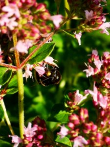 Two-spotted Longhorn bee (Melissodes bimaculatus) visiting oregano flowers (Origanum vulgare)