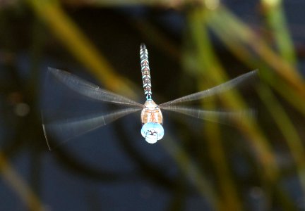 DARNER, BLUE-EYED (Rhionaeschna multicolor) (8-24-10) female, pena blanca lake, scc, az -03