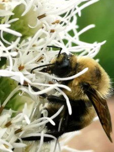 Bumblebee visiting gayfeather Liatris spicata 'Floristan White' photo