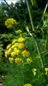 Soldier beetles are beneficial insects that like lovage flowers