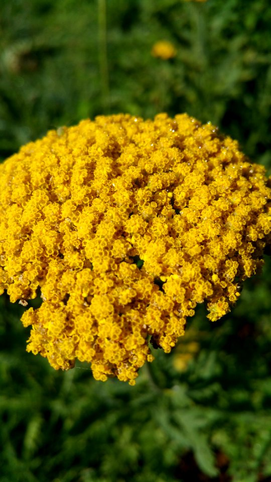 Yarrow