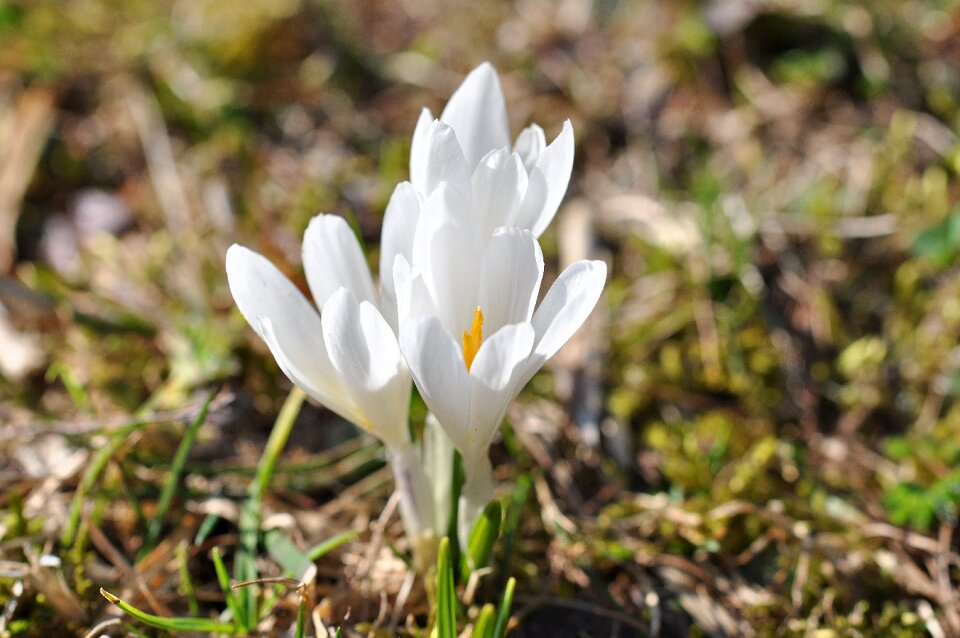 White spring flowers early bloomer