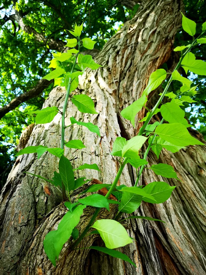 Osage orange (Maclura pomifera)