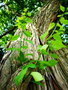 Osage orange (Maclura pomifera)