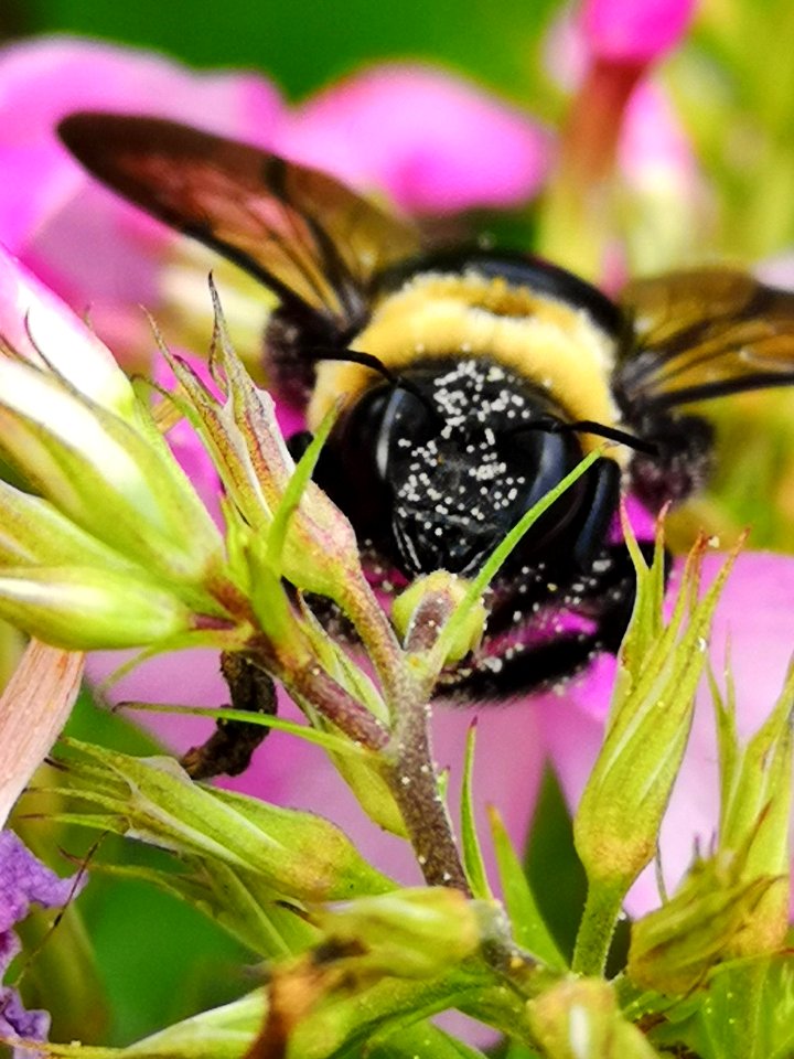 Carpenter bee on phlox paniculata