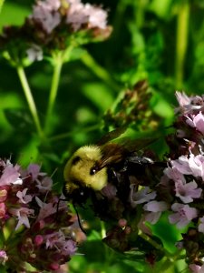 Bumblebee visiting oregano flowers Origanum vulgare