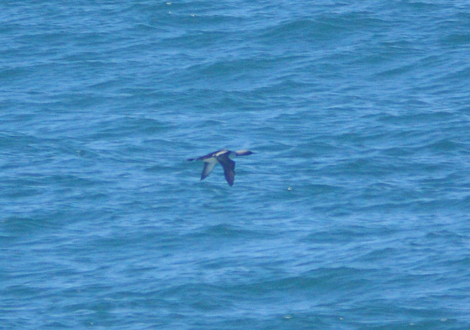 LOON, PACIFIC (5-9-09) san simeon -04